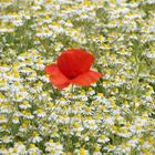 Einsamer Klatschmohn