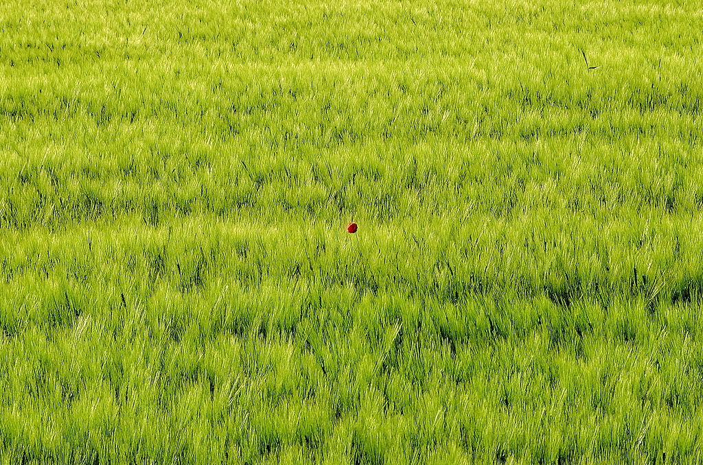 Einsamer Klatschmohn im Kornfeld