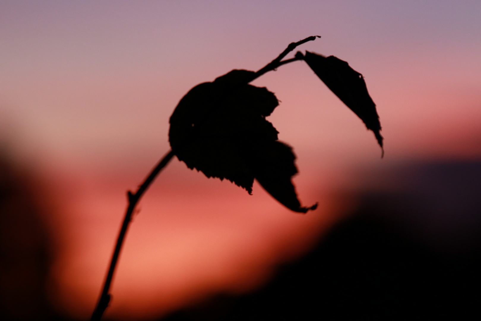einsamer kleiner Zweig im Sonnenuntergang