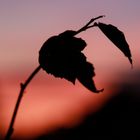 einsamer kleiner Zweig im Sonnenuntergang