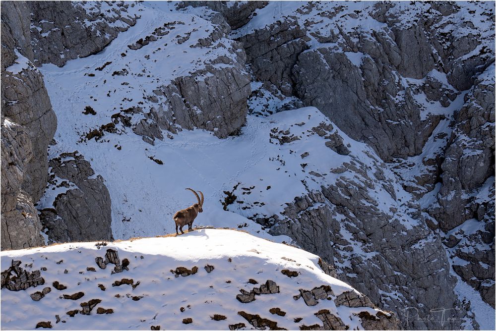 Einsamer König