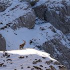 Einsamer König