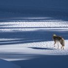 Einsamer Kojote