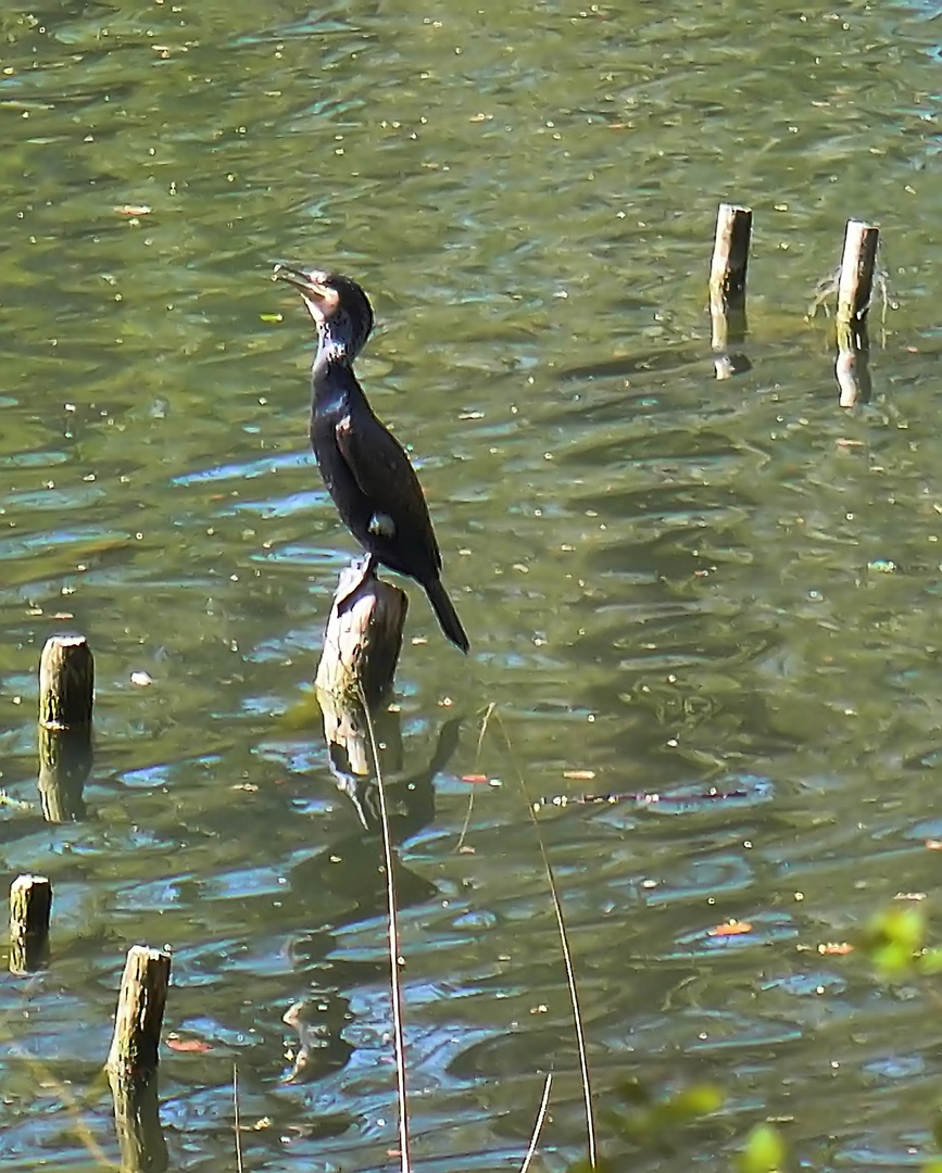 Einsamer Kormoran