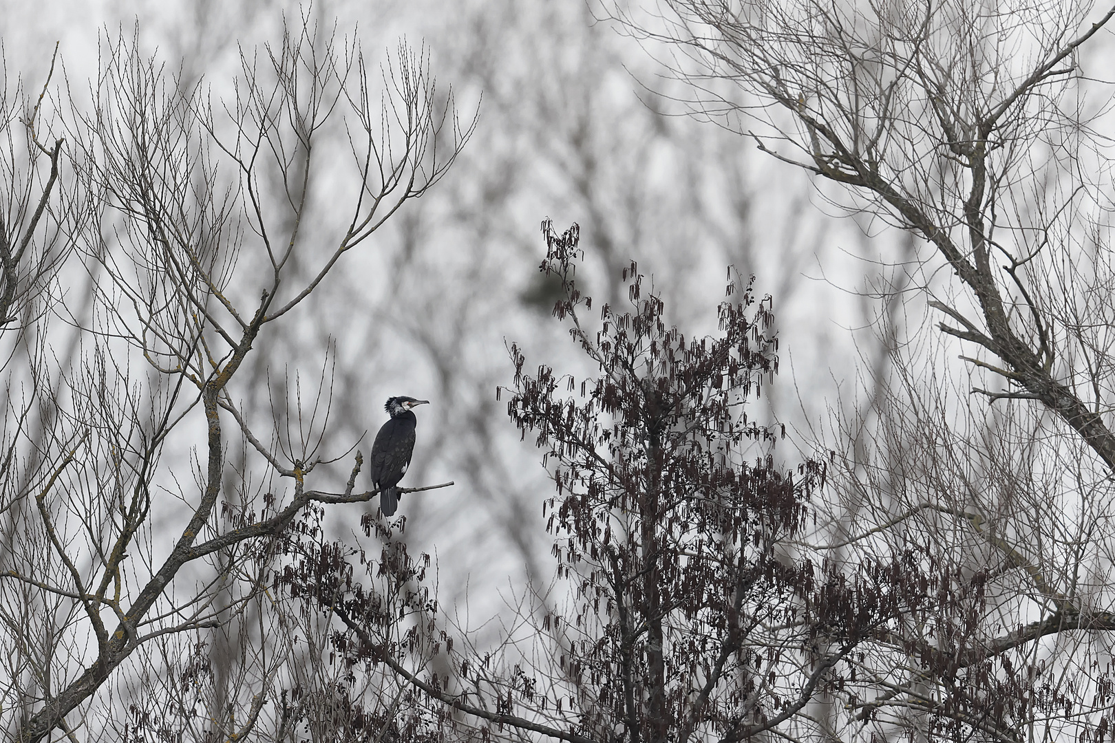 Einsamer Kormoran