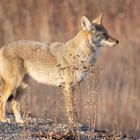 Einsamer Koyote am Strassenrand