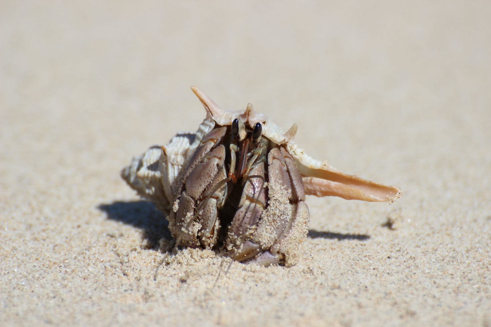 Einsamer Krebs sucht Geliebte für gemeinsamen Strandurlaub