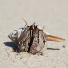 Einsamer Krebs sucht Geliebte für gemeinsamen Strandurlaub