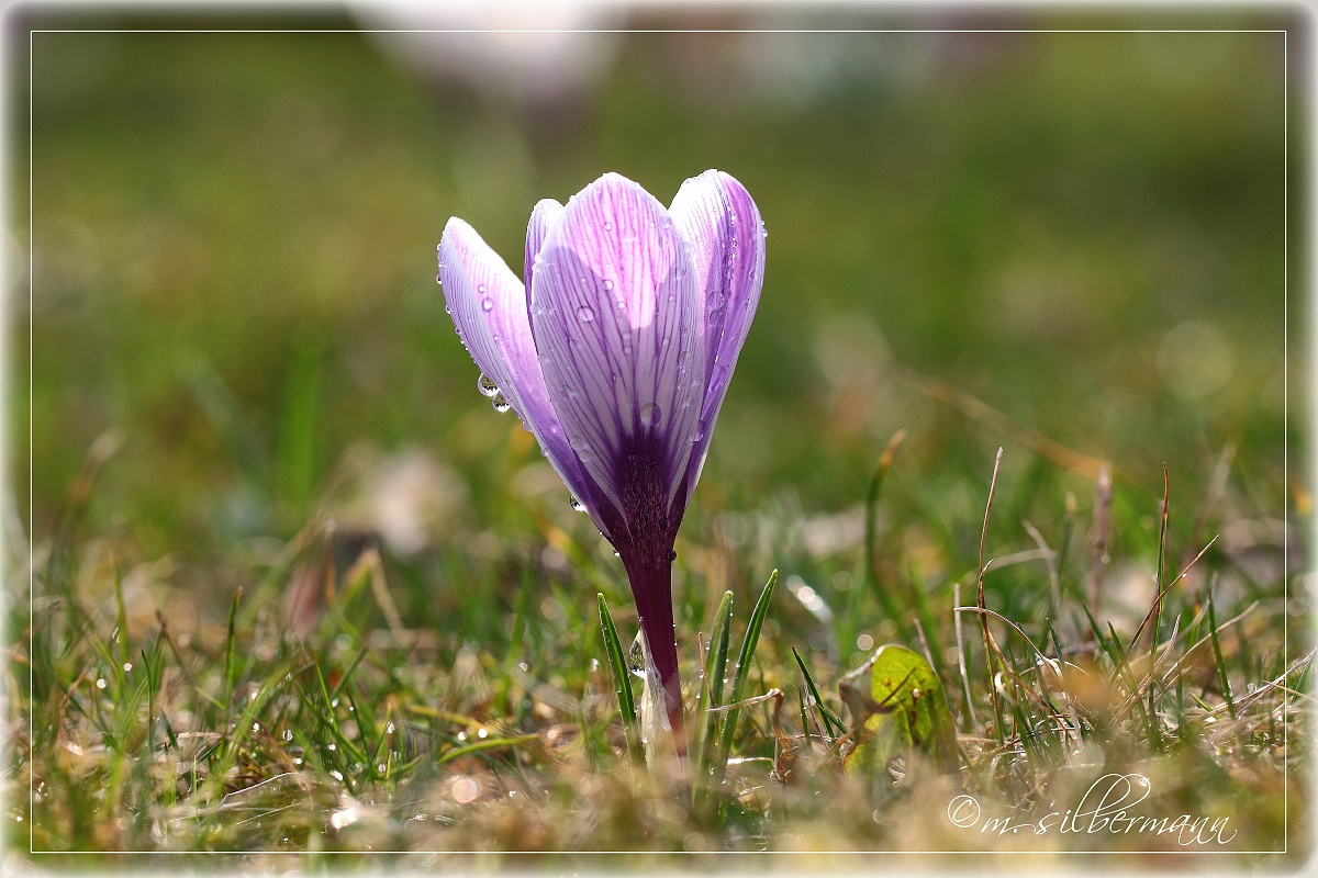 einsamer Krokus