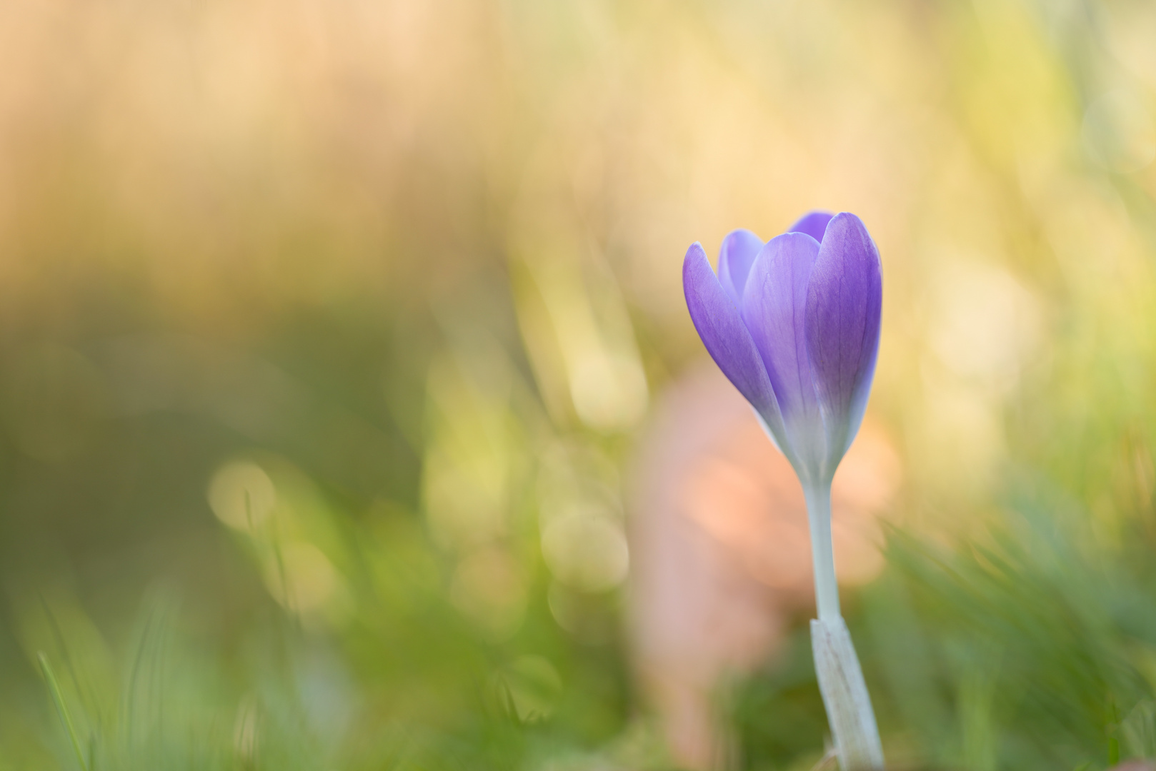 Einsamer Krokus 