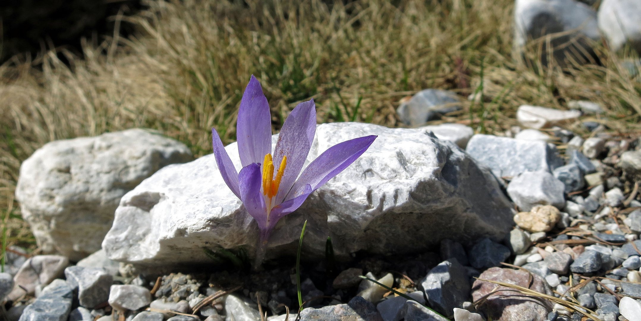 einsamer Krokus