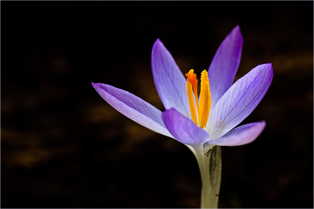 Einsamer Krokus im Wald