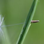 Einsamer Löwe sucht ....... Glück gehabt 