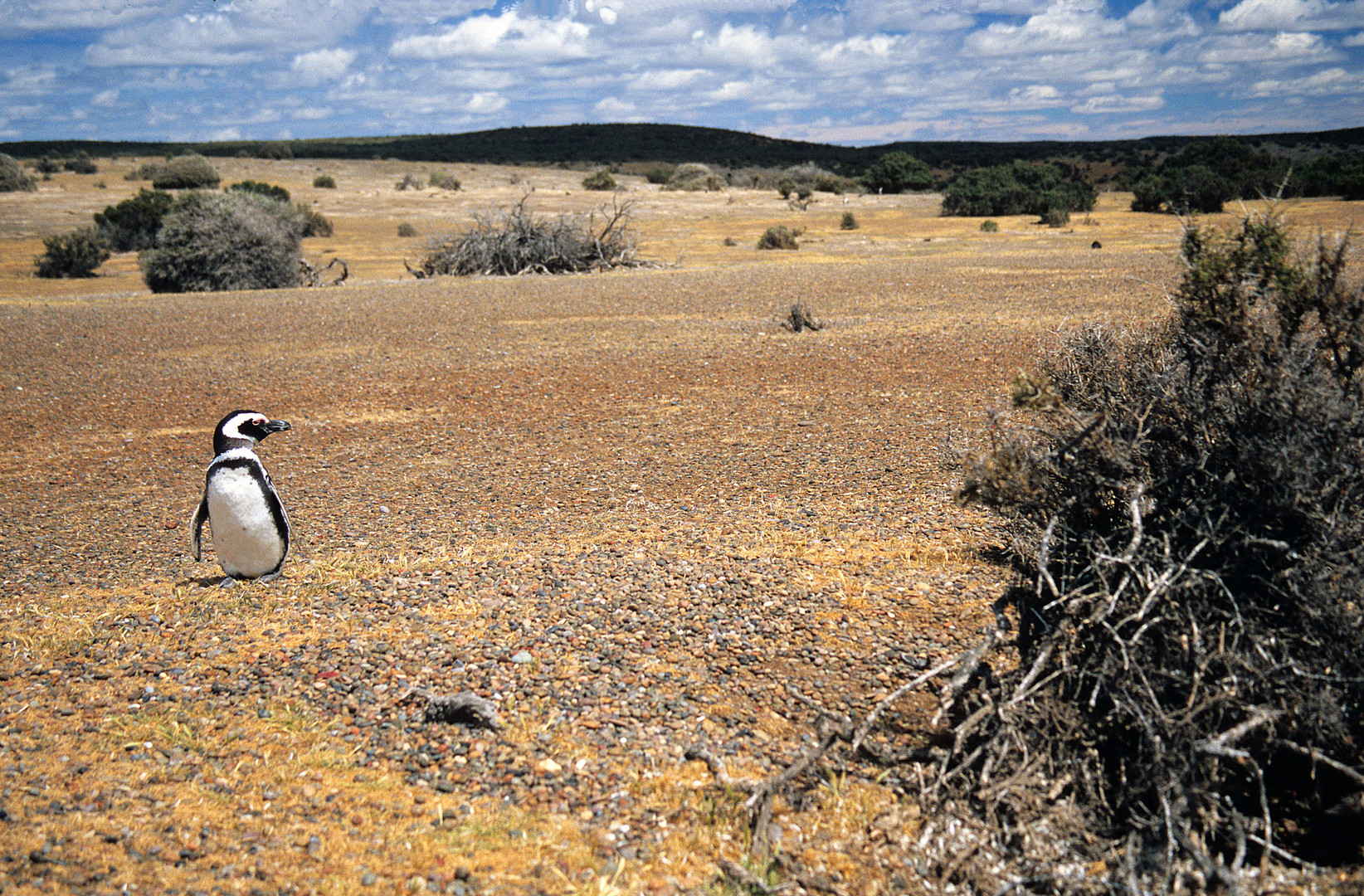 Einsamer Magellan-Pinguin,  Halbinsel Valdez (Patagonien), Argentinien