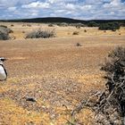 Einsamer Magellan-Pinguin,  Halbinsel Valdez (Patagonien), Argentinien