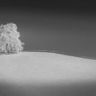 Einsamer mit Raureif überzogener Apfelbaum 