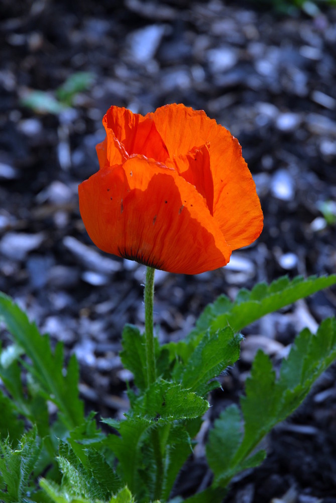 Einsamer Mohn