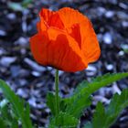 Einsamer Mohn