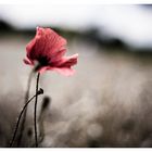 Einsamer Mohn