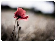 Einsamer Mohn