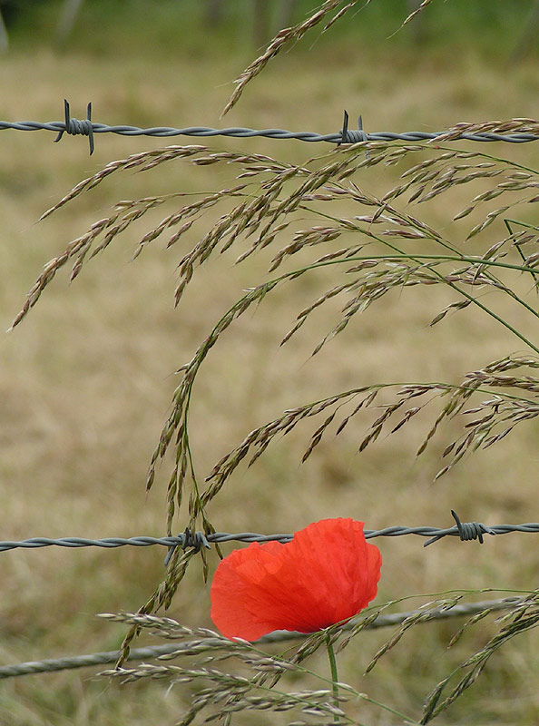 Einsamer Mohn