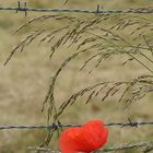 Einsamer Mohn