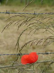 Einsamer Mohn