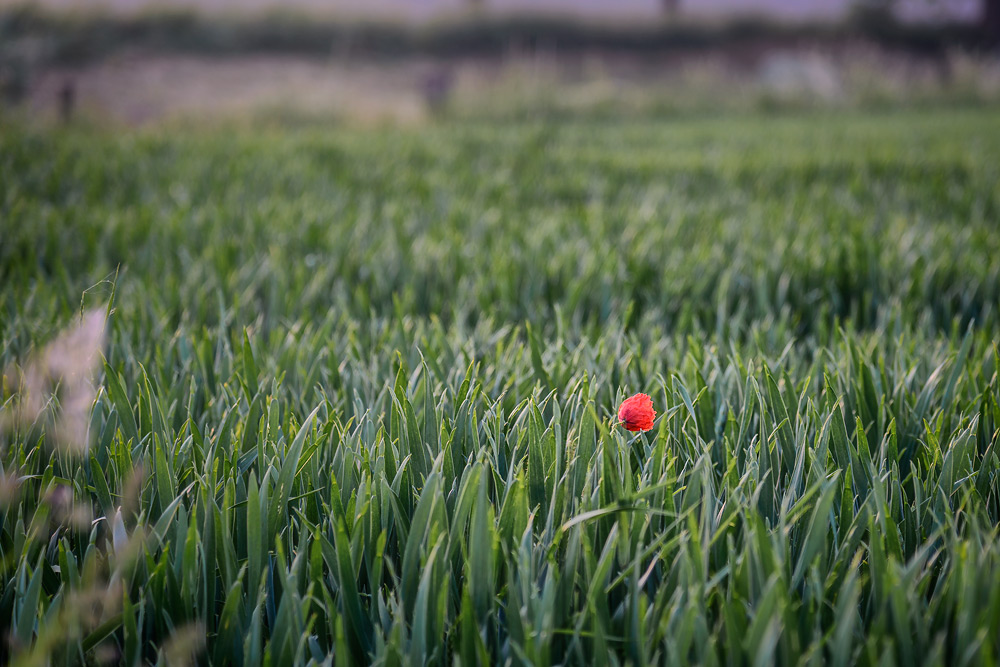 Einsamer Mohn