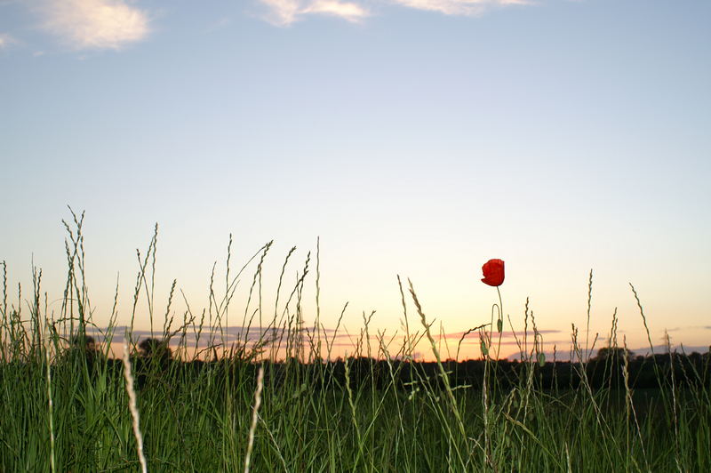 Einsamer Mohn