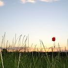 Einsamer Mohn