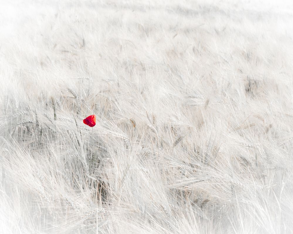 einsamer Mohn..... von TBauer 