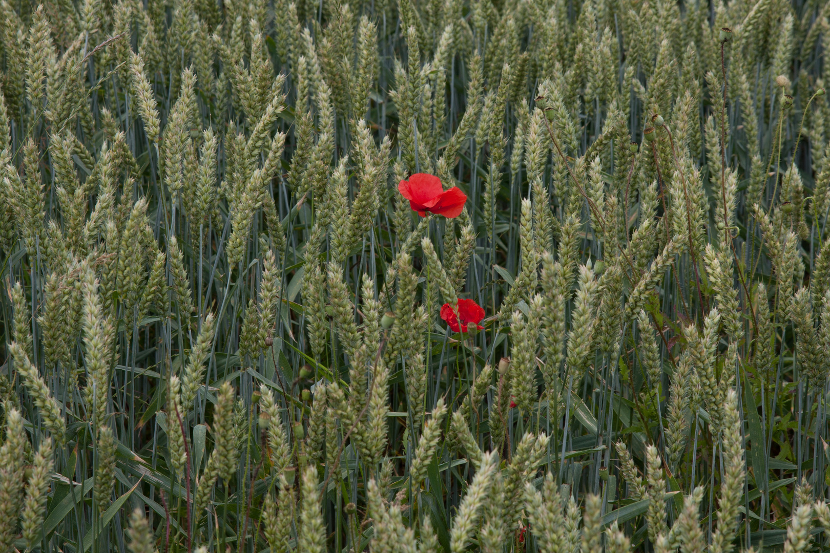 einsamer Mohn