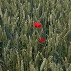 einsamer Mohn