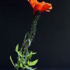 einsamer Mohn