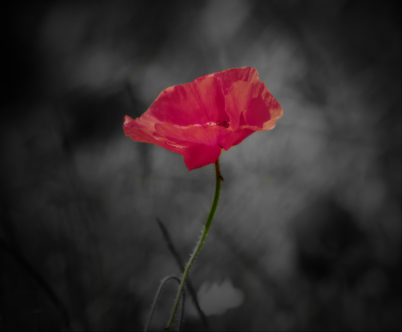 Einsamer Mohn