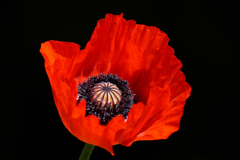 einsamer mohn