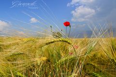 Einsamer Mohn