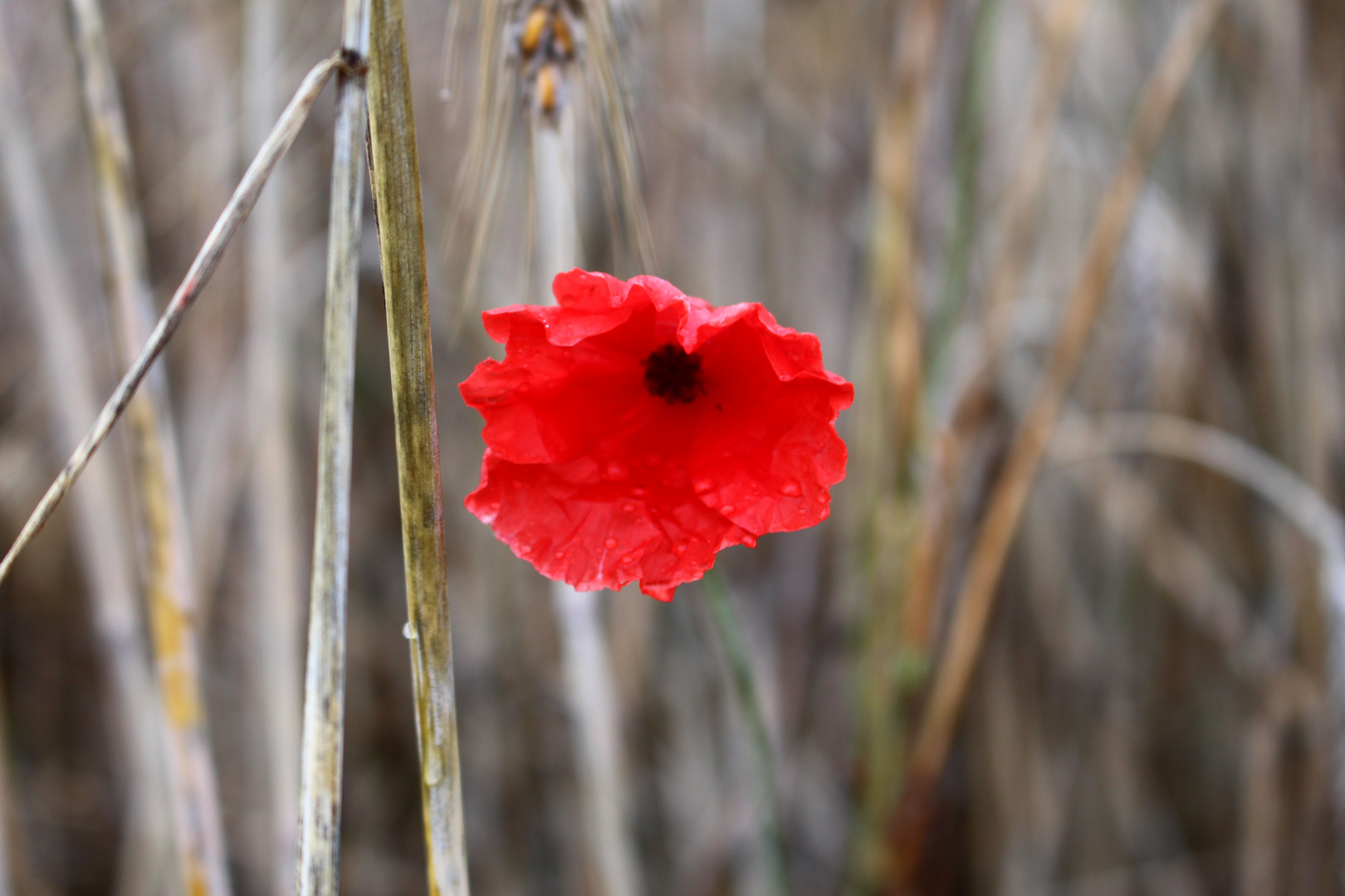 Einsamer Mohn