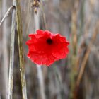 Einsamer Mohn