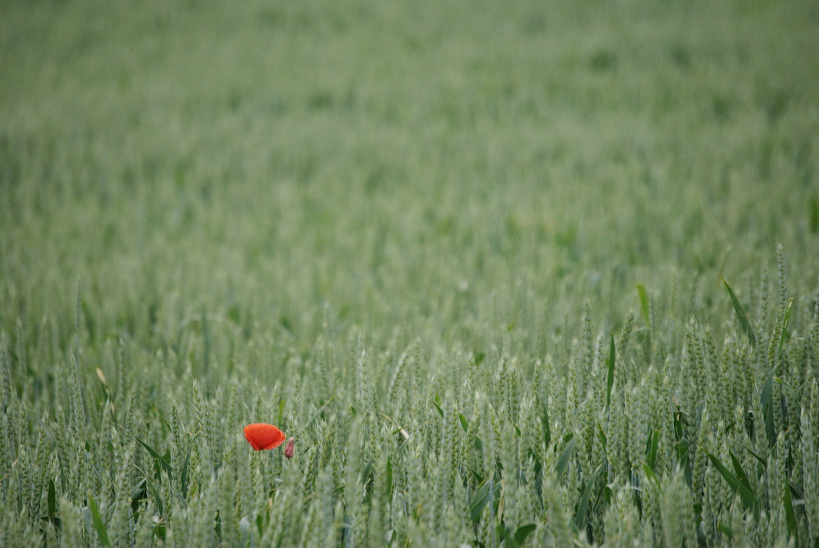 Einsamer Mohn