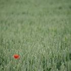 Einsamer Mohn