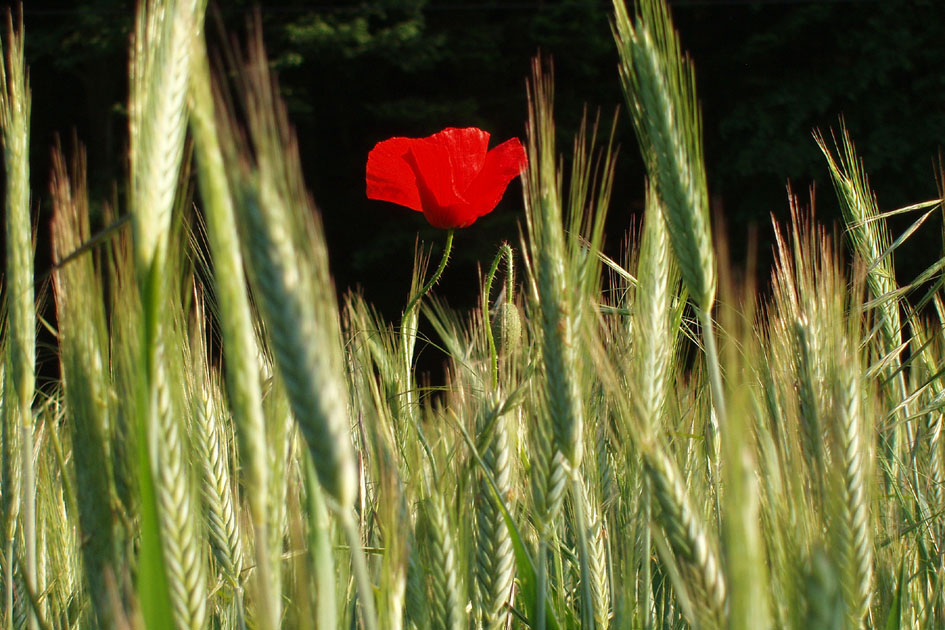 Einsamer Mohn