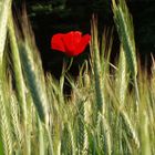 Einsamer Mohn