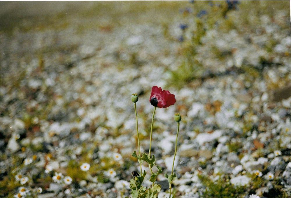 einsamer Mohn auf einer Norderneyer Schutthalde