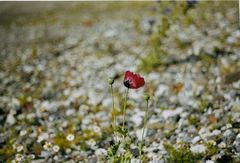 einsamer Mohn auf einer Norderneyer Schutthalde