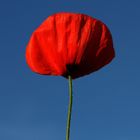 einsamer Mohn