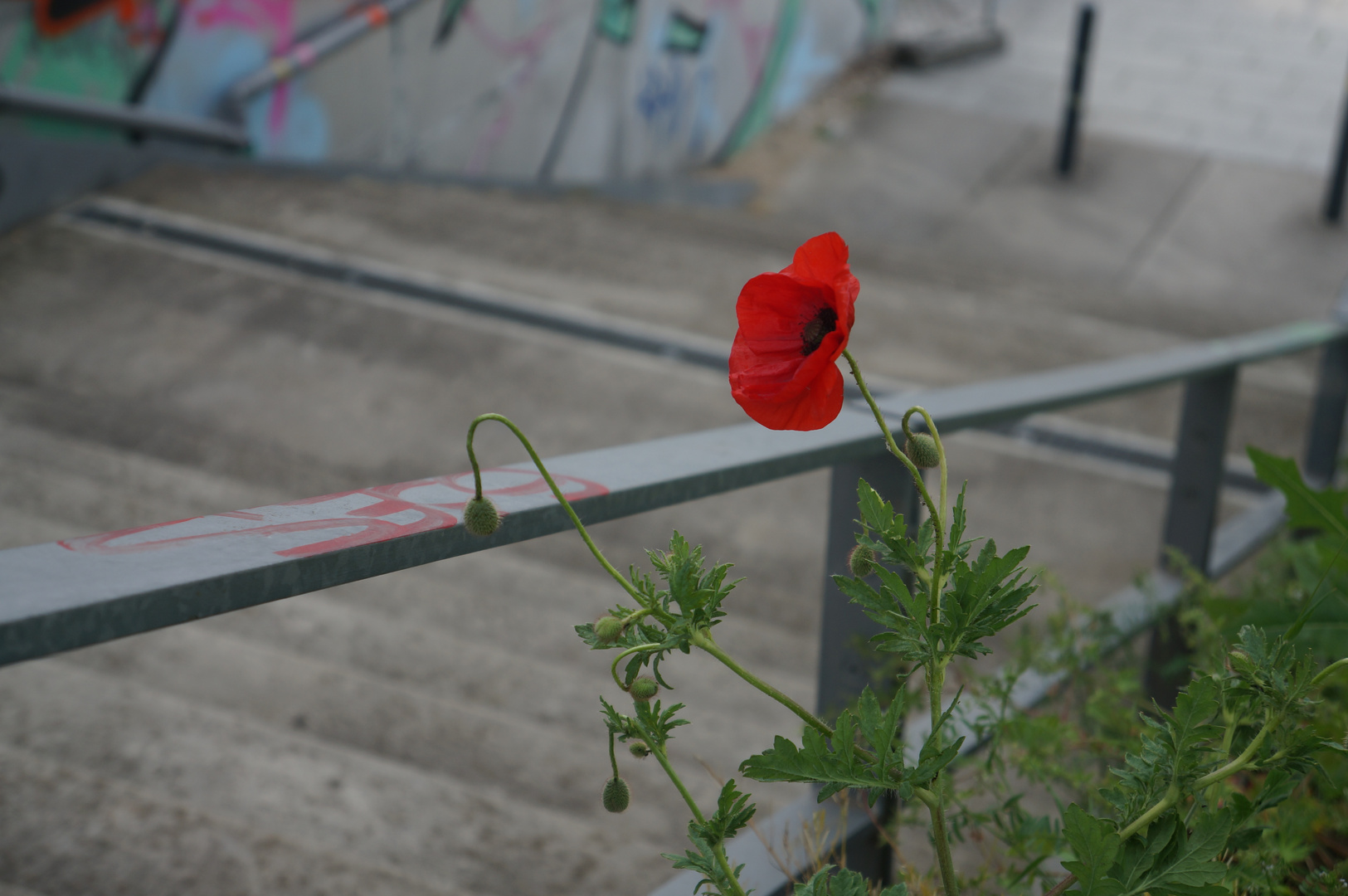 einsamer Mohn