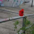 einsamer Mohn