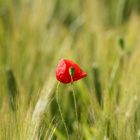 einsamer Mohn