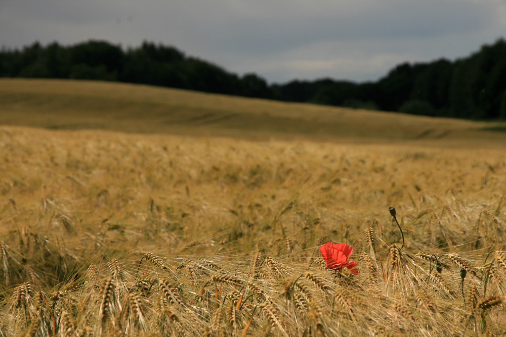 Einsamer Mohn im Feld